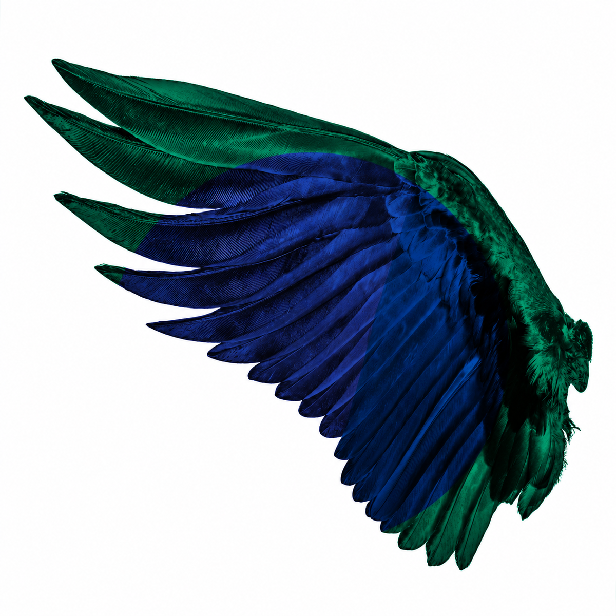 Wingman | Taste Case